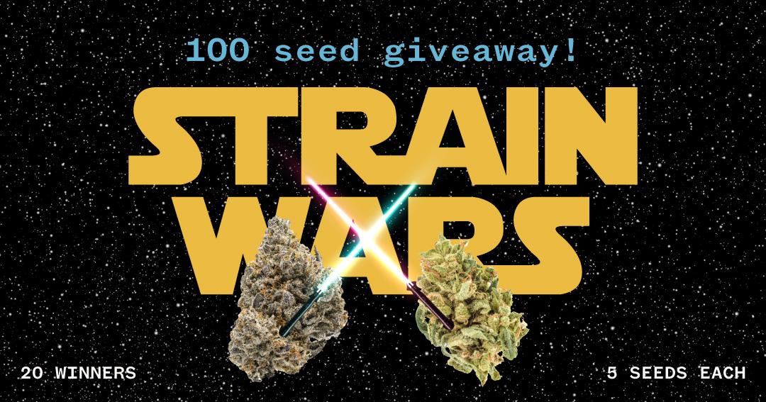 SeedsmanSeeds's tweet image. Still haven’t voted in the Strain Wars? There’s still time to pick your favourite Seedsman strain and be in with a chance to win 5 free seeds. 🌱

🌠 20 winners. 1 galaxy.

🔗 f.mtr.cool/kigmtmanmy