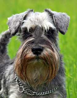 ALF ¡¡Gato maaaalo!! 🇪🇸 💚 (@japonce67) on Twitter photo Uno es un perro que ha delatado a CapitanBitcoin <a href="/asanGarzon/">Alfredo S Garzón</a> el otro es un Schnauzer mediano.
¿Con quien estáis vosotros?
Cuidado es difícil distinguir. Uno es un perro que ha delatado a CapitanBitcoin <a href="/asanGarzon/">Alfredo S Garzón</a> el otro es un Schnauzer mediano.
¿Con quien estáis vosotros?
Cuidado es difícil distinguir.