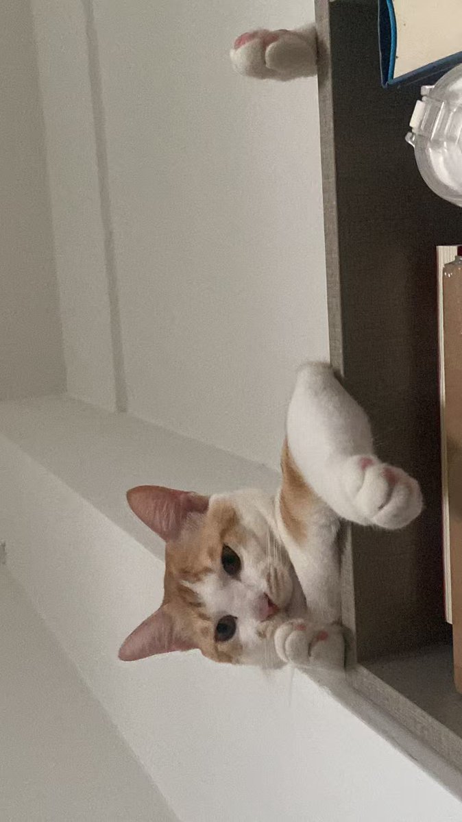 peterHan_sol's tweet image. 