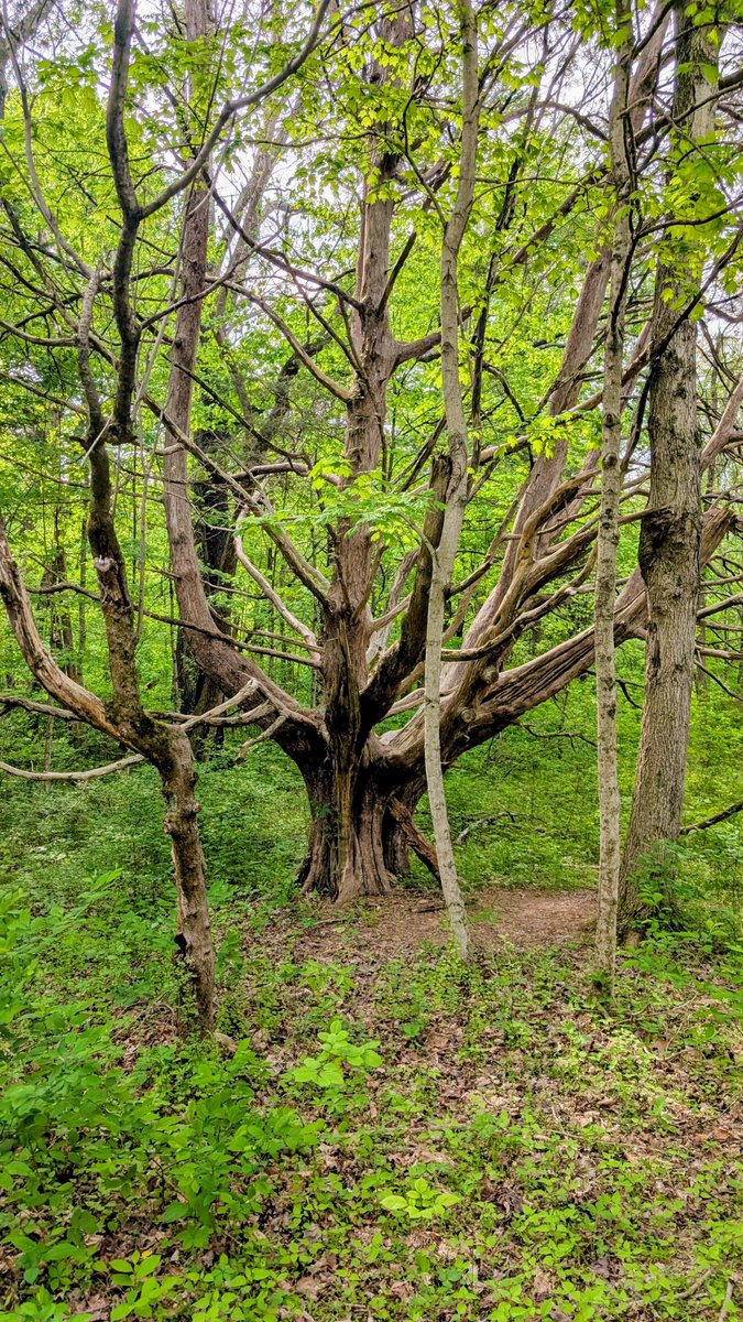 May the Forest Be With You!  

Come to the park today, on May the Fourth or any day and walk one the park trails and enjoy the forest around you. 

#MayTheFourth