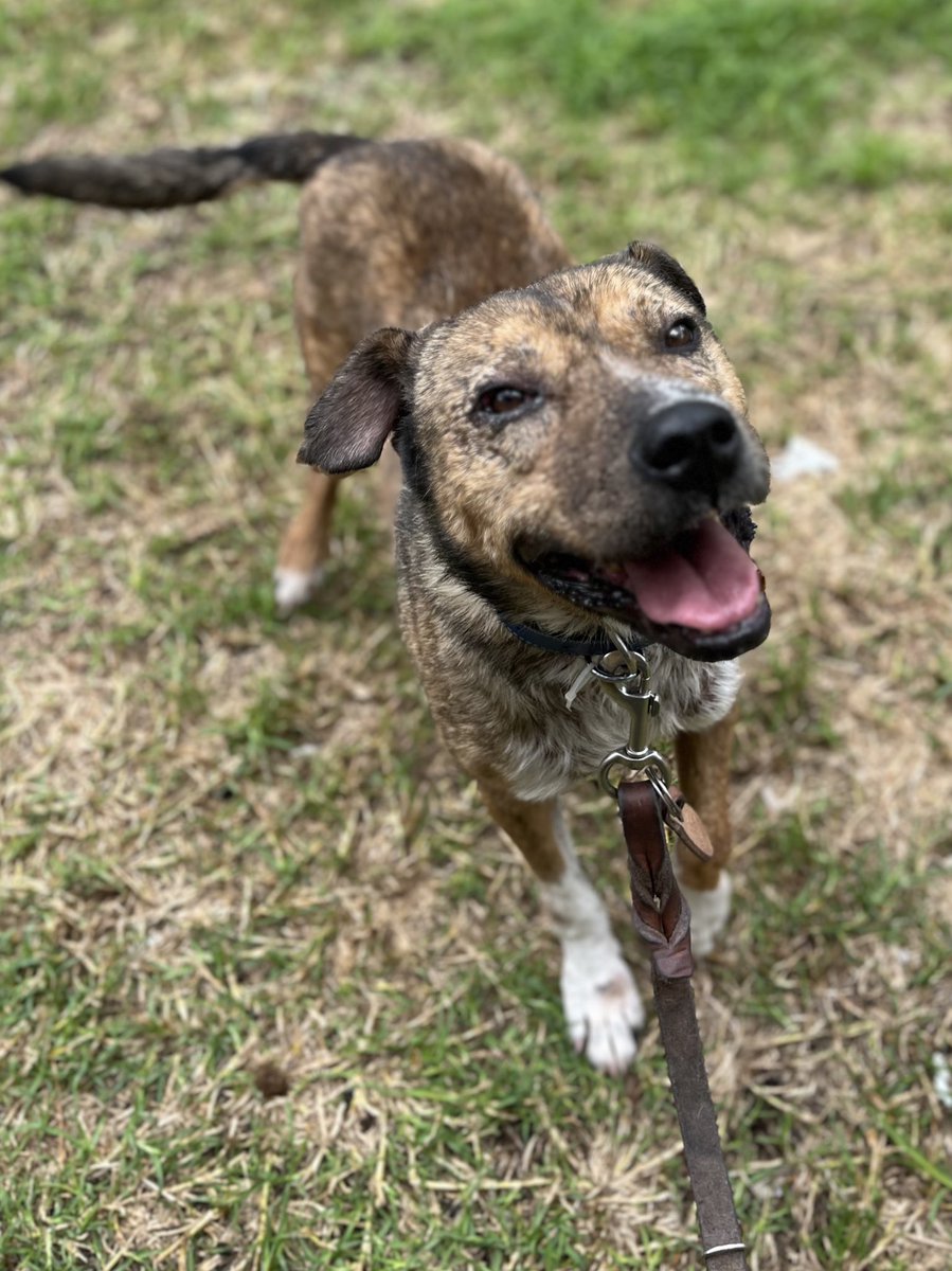 Miguelito lleva casi 2 años esperando ser adoptado.🥺
Ya no sabemos que más hacer para que alguien se enamore de él.💜

Tiene 6 años,talla grande,vacunado,desparasitado y esterilizado.
Estamos en CDMX.