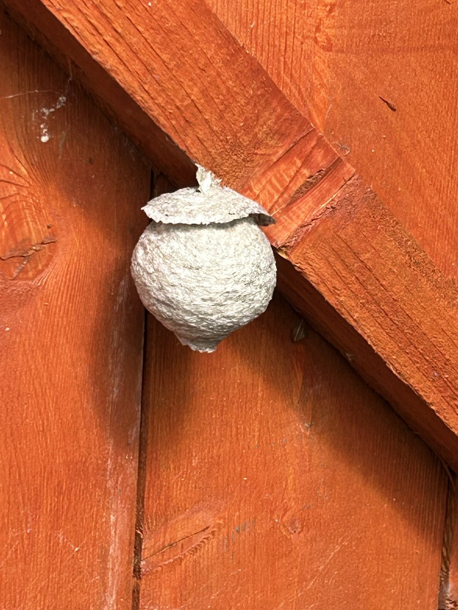 Resident man child talking about Star Wars day, we found a natural Death Star in the shed 🐝