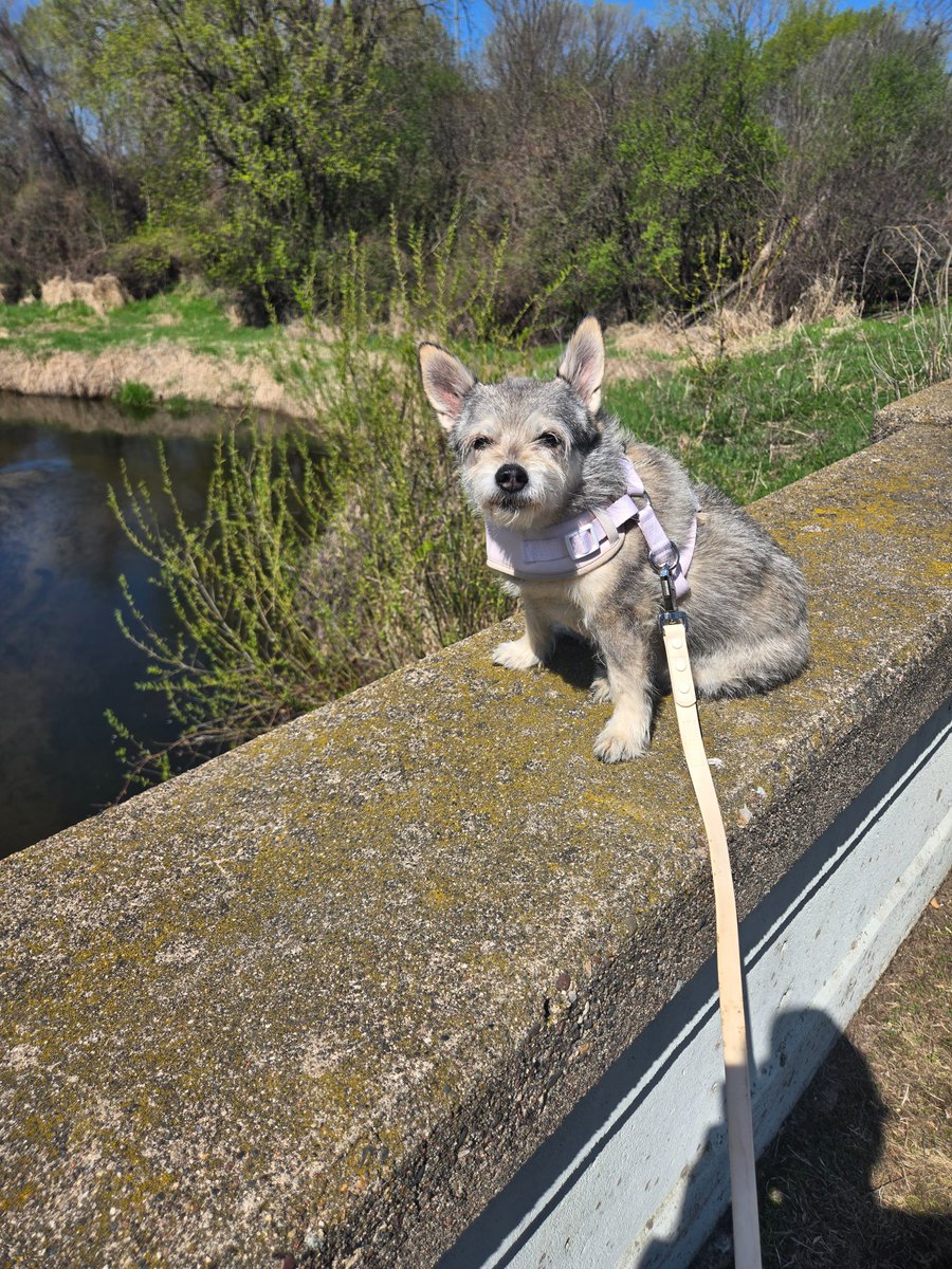 My sweet girl is slowing down now but she still loves a good walk and the sun on her old bones.