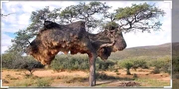 Mr niceguy🇰🇪 (@derospaiklexx) on Twitter photo Hamerkop is a bird in the family of crows or ravens, cranes or all or none. It is a bird that builds a nest the size of a Toyota Probox or Noah. It then embarks on a mission to fill the nest with stuff. Unnecessary Old metallic cups, old ropes for tethering cow, bicycle sprockets Hamerkop is a bird in the family of crows or ravens, cranes or all or none. It is a bird that builds a nest the size of a Toyota Probox or Noah. It then embarks on a mission to fill the nest with stuff. Unnecessary Old metallic cups, old ropes for tethering cow, bicycle sprockets