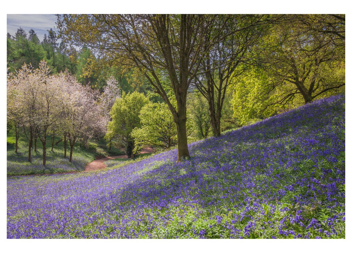 BELLS OF CLENT
⁣
LOCATION: Clent Hills, Worcestershire, England, UK⁣
CAMERA: @fujifilmuk X-T5
LENS: XC16-50mm⁣
.
#Bluebells #ClentHills #Worcestershire