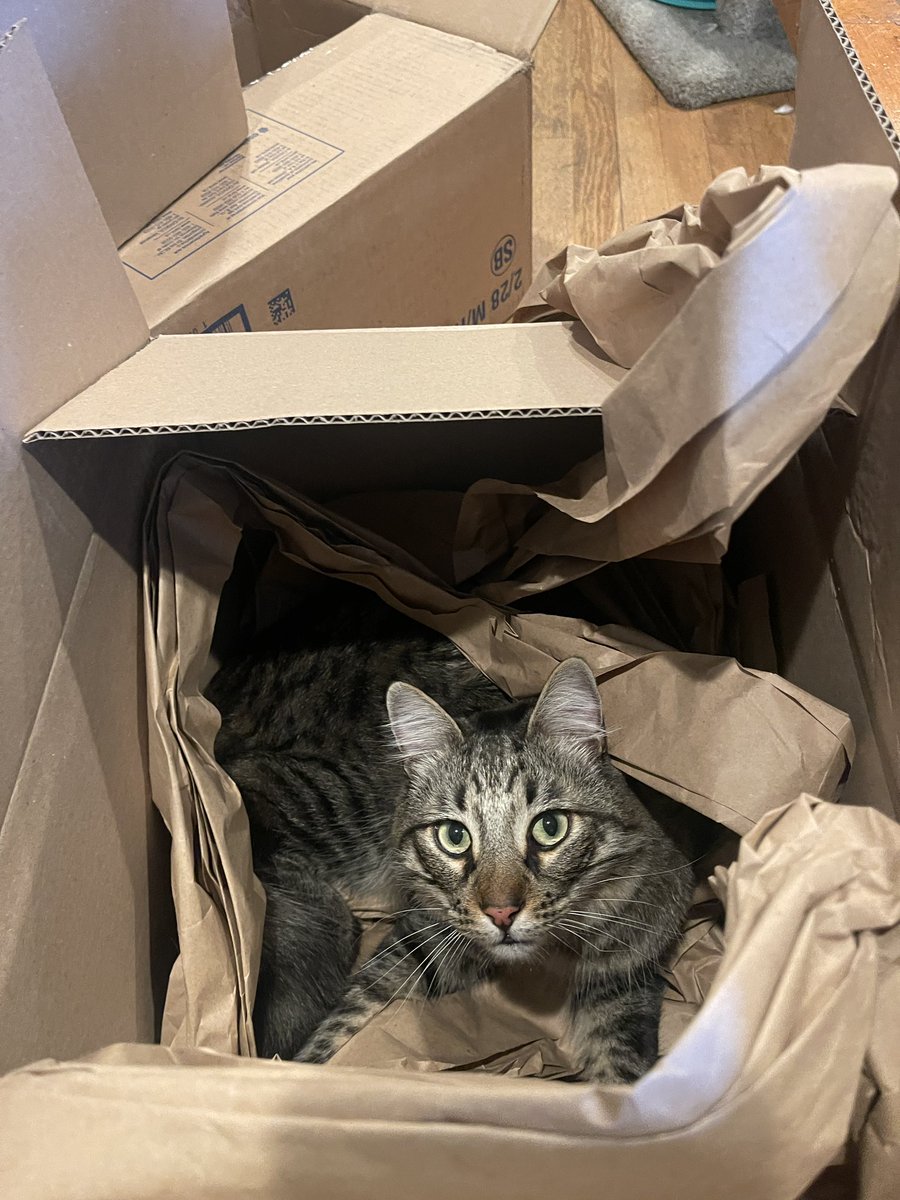 Mom was running around looking all over for me and started getting worried until she heard some crinkling noise coming from the box. Geez, can’t a guy get any sleep around here?!🙄 Happy #CatBoxSunday! 😹😸🐾📦
#CatsOfTwitter #CatsOfX #SundayFunday