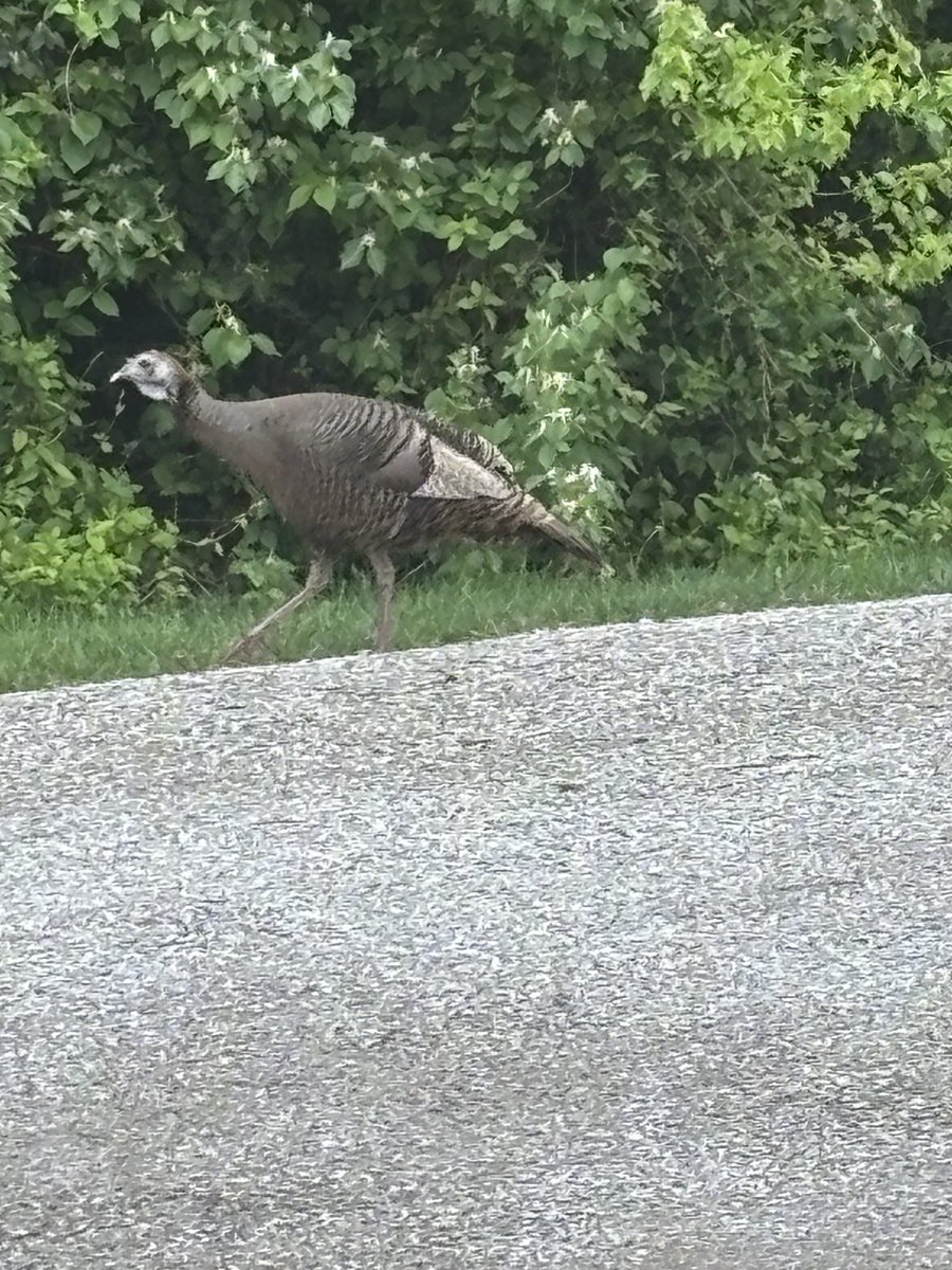 Look who’s walking down the driveway. Must be wet! ⁦<a href="/jordiharre24/">Jordi Jackson</a>⁩ ⁦<a href="/wendijo24/">Wendi Jo</a>⁩ #strolling