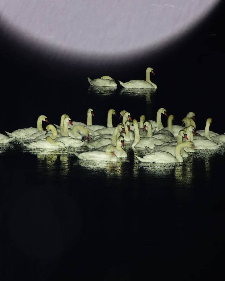 Frogmouth (@yumcarton) on Twitter photo 