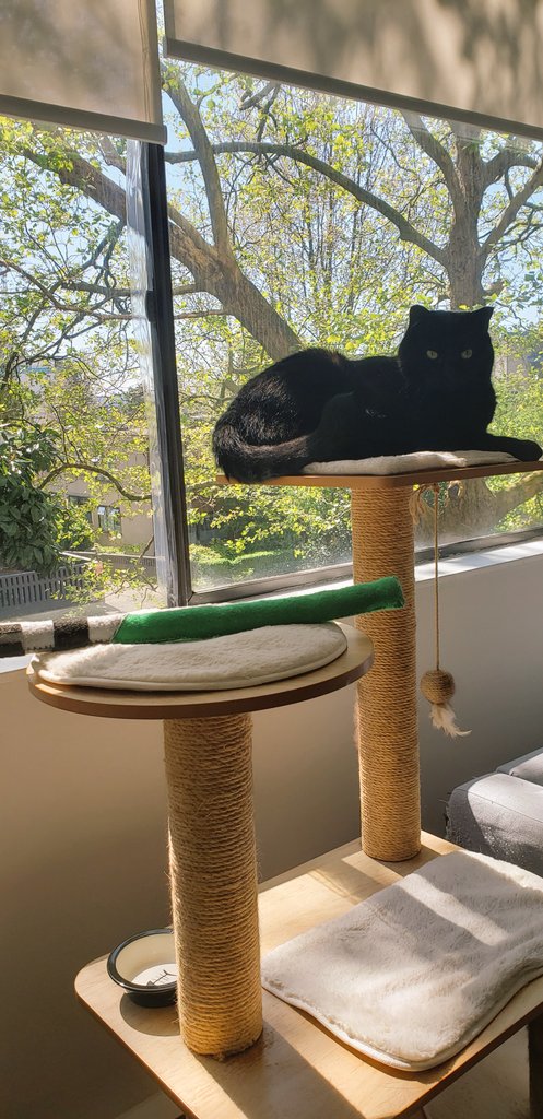 Maye da forthe be withe yews, fwendz! Imb haff diz cools litesabzerz dat myne fwend Bambi <a href="/coole_cats/">Bambi 🍉</a> making fur mee! Pwease checcout her pawsum toys! 🖤🐈‍⬛🐾