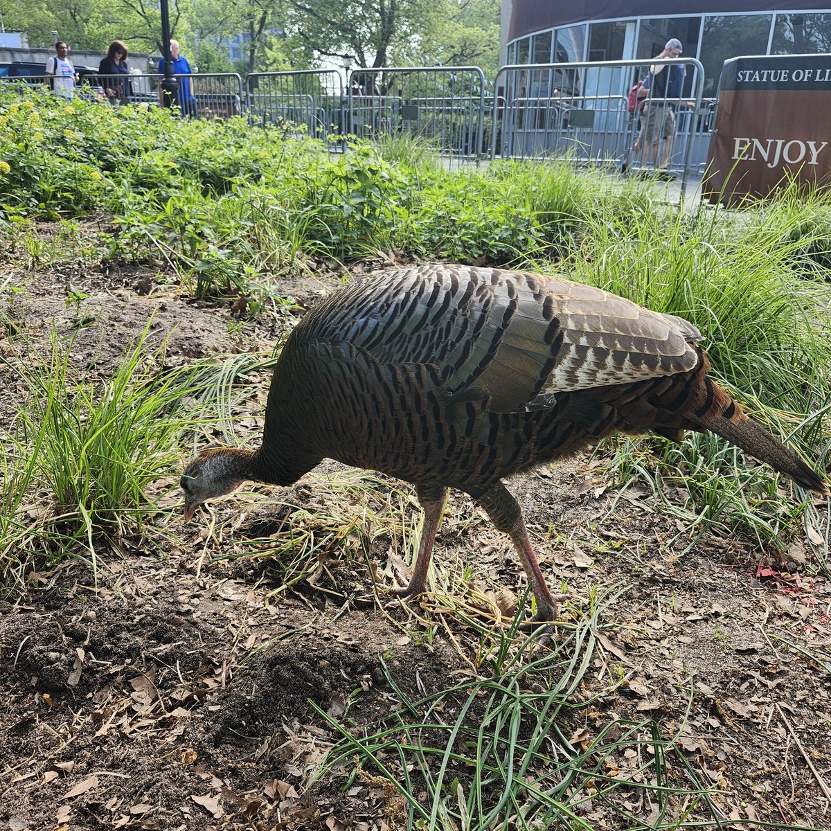 I saw Astoria the turkey Saturday morning!! She walked right up to me like she was saying "Good Morning."

#Astoria, #wildturkey, #BatteryPark, #birdcpp