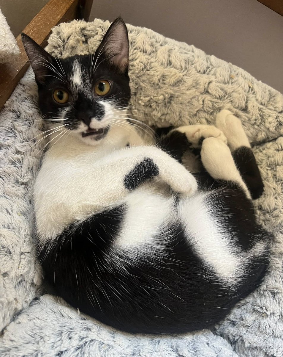 "Linda bebita, de 6 meses, en adopción. Si deseas adoptarla, con compromiso de tenencia indoor y seguimiento (si no se adapta vuelvo por ella), comunícate al +56949830400." Favor RT!
#Nogales