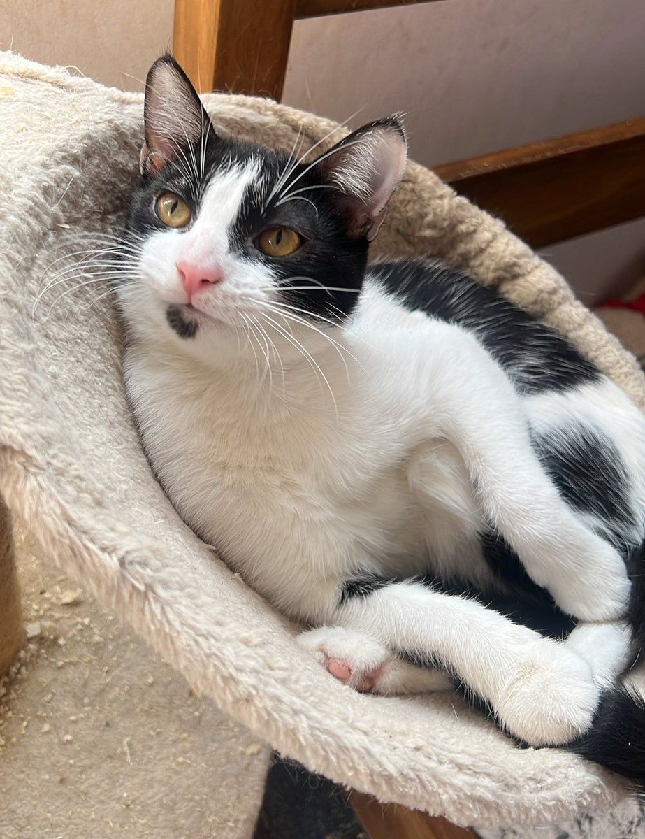 "Linda bebita, de 6 meses, en adopción. Si deseas adoptarla, con compromiso de tenencia indoor y seguimiento (si no se adapta vuelvo por ella), comunícate al +56949830400." Favor RT!
#Nogales