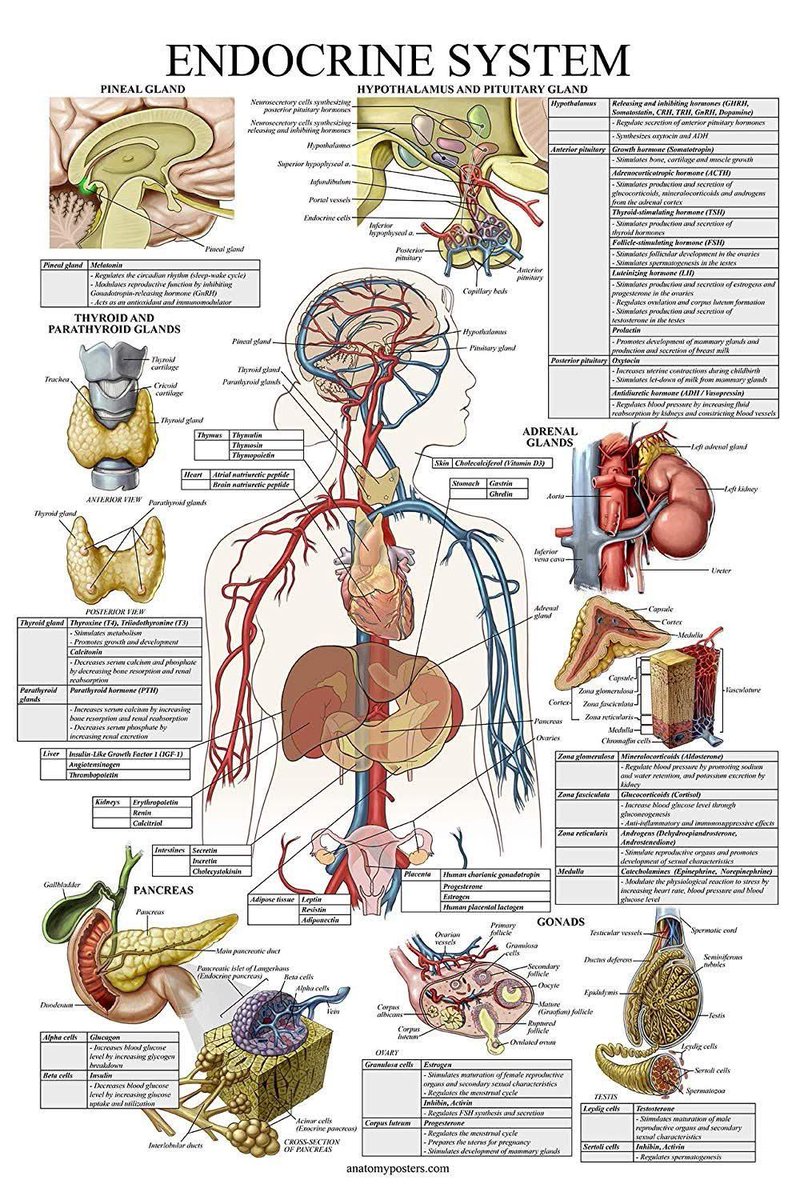 OGdukeneurosurg's tweet photo. Endocrine system https://t.co/ASGVfM8qKv