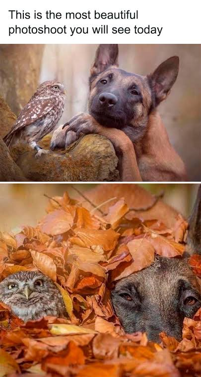 WholesomeMemes (@wholesomememe) on Twitter photo 