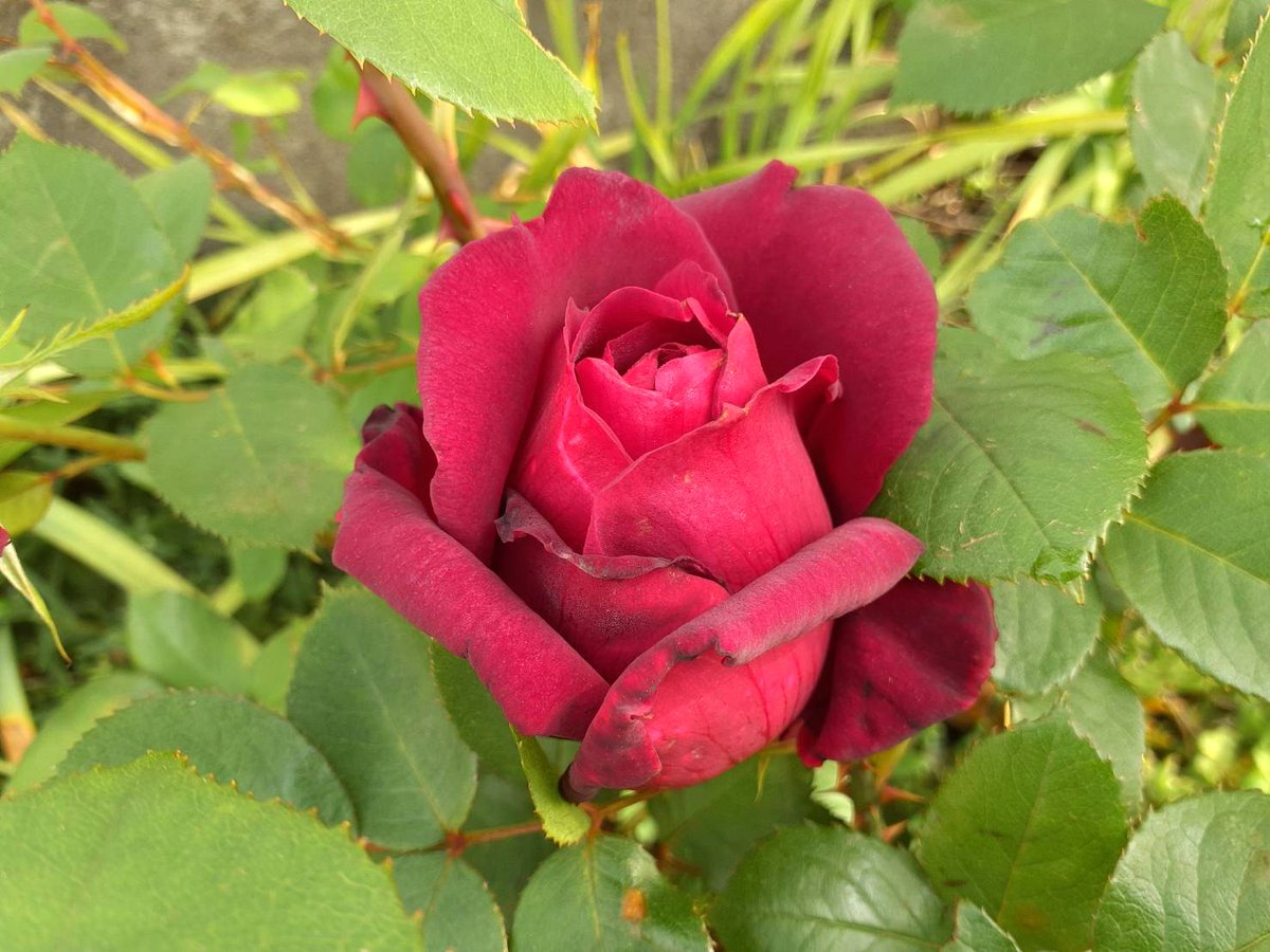 おはようございます。
GWもあと2日。
楽しい一日を！
#バラ
#ふれ太鼓
#クードゥクール
#ノックアウトローズ
＃オクラホマ