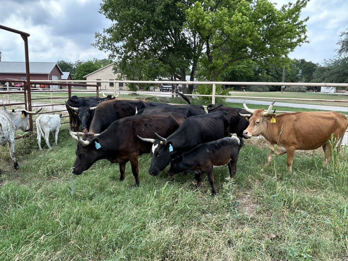 My wife and I worked 150 cows in 2.5 hours today…just us. I would rather have her than anyone else helping…she’s organized. No bad words were said which is a first lol. She also sold a set of corriente cows for me too! She must want to go shopping and I won’t see that check$