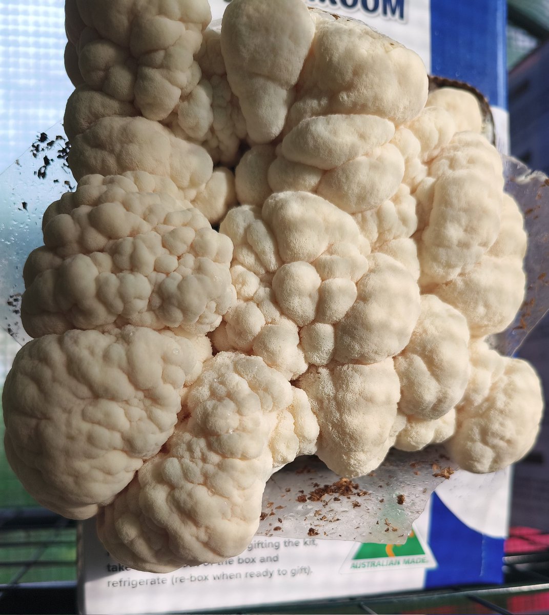 SpookyRoot tweet media