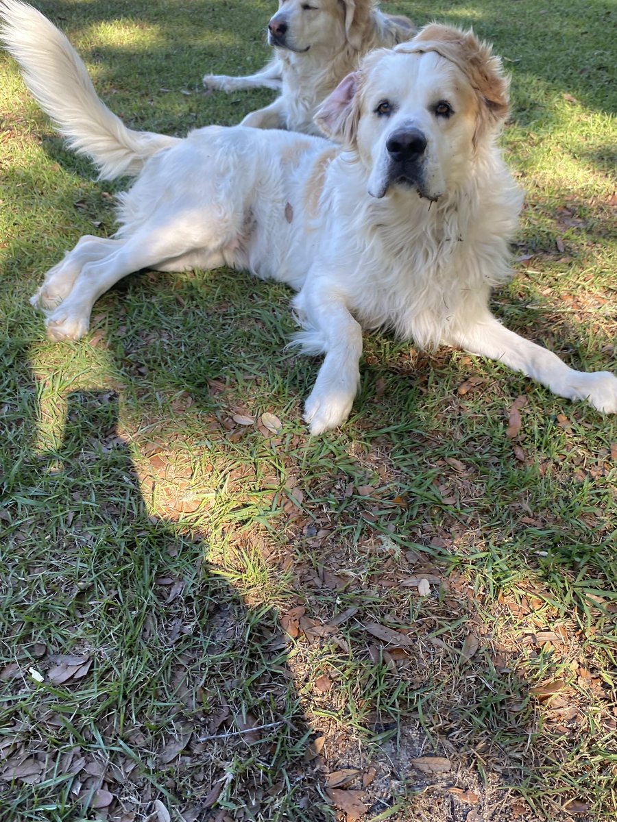 Some days Wiggles ears just won’t cooperate - 😂