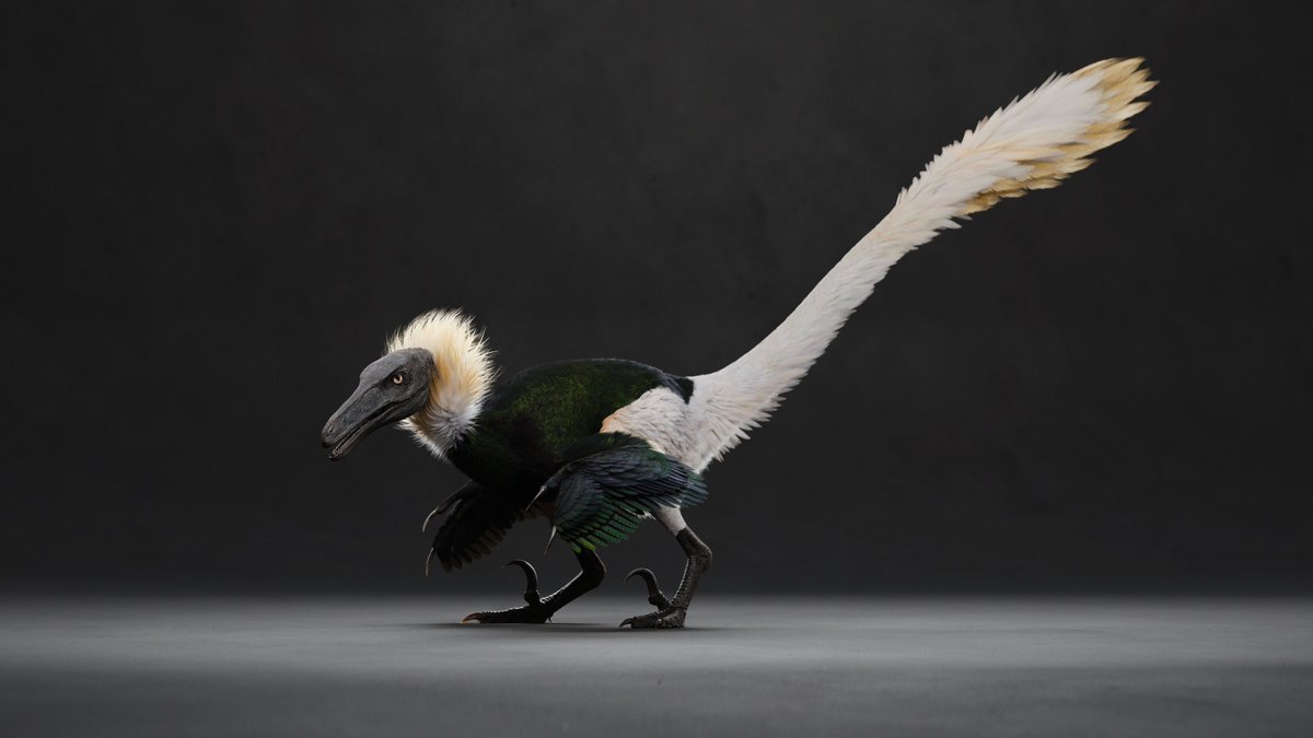 Angry bird