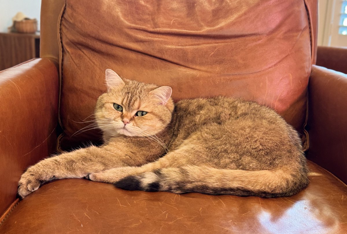 ふたごのぽてーs😽🥔 tweet media