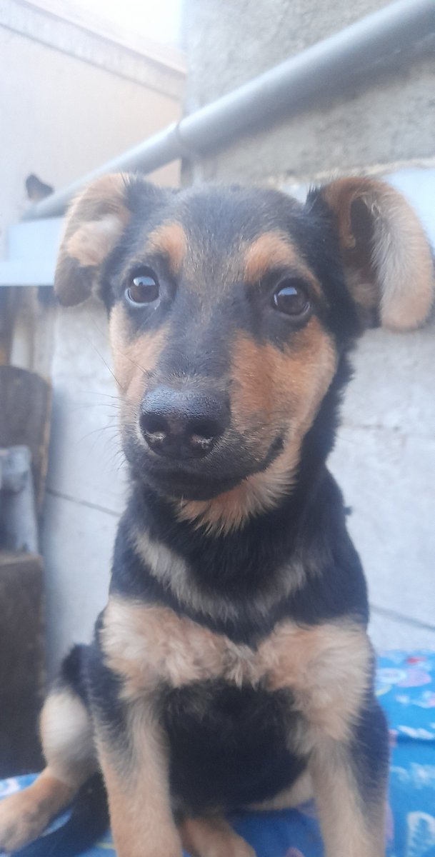 "Nos urge encontrar un hogar definitivo para este cachorrito de 3 meses. Su temporal ya se acaba y no queremos que vuelva a la calle. Está con sus vacunas, desparasitado y sanito." Si deseas darle un hogar para siempre, comunícate al +56984806140. Favor RT! 
#VinadelMar