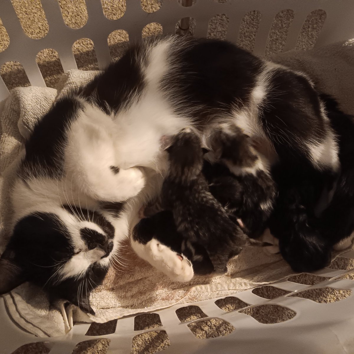 Today started with the cow getting out at 6 am and ended with my middle daughters barn cat having kittens, what a day!