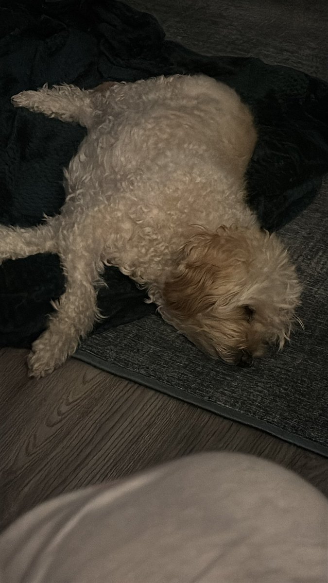 Update on this one who’s been given the all clear bloods normal, back to herself after her blood transfusion, been a tough 3 months but we did it 🥰🐶😳