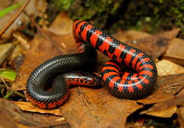 random_snakes's tweet photo. With all the #MayThe4thBeWithYou trends and #SithLord trends and #RedLightsaber stuff trending today, I thought I'd post something for my fellow Star Wars fans.
Fact: Though mud snakes resemble a Sith Lord, they're non-venomous. https://t.co/VnzykfYl0m