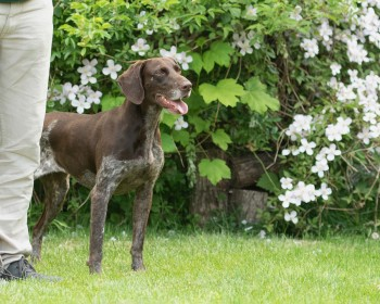 millypod1's tweet photo. π4 MAY 2025 #Lost #ScanMe
German Shorthaired Pointer Female
Station Road #GreatWilbraham #Cambridgeshire
#CB21
https://t.co/ejf0kEqdXT https://t.co/mlultxY0Mr