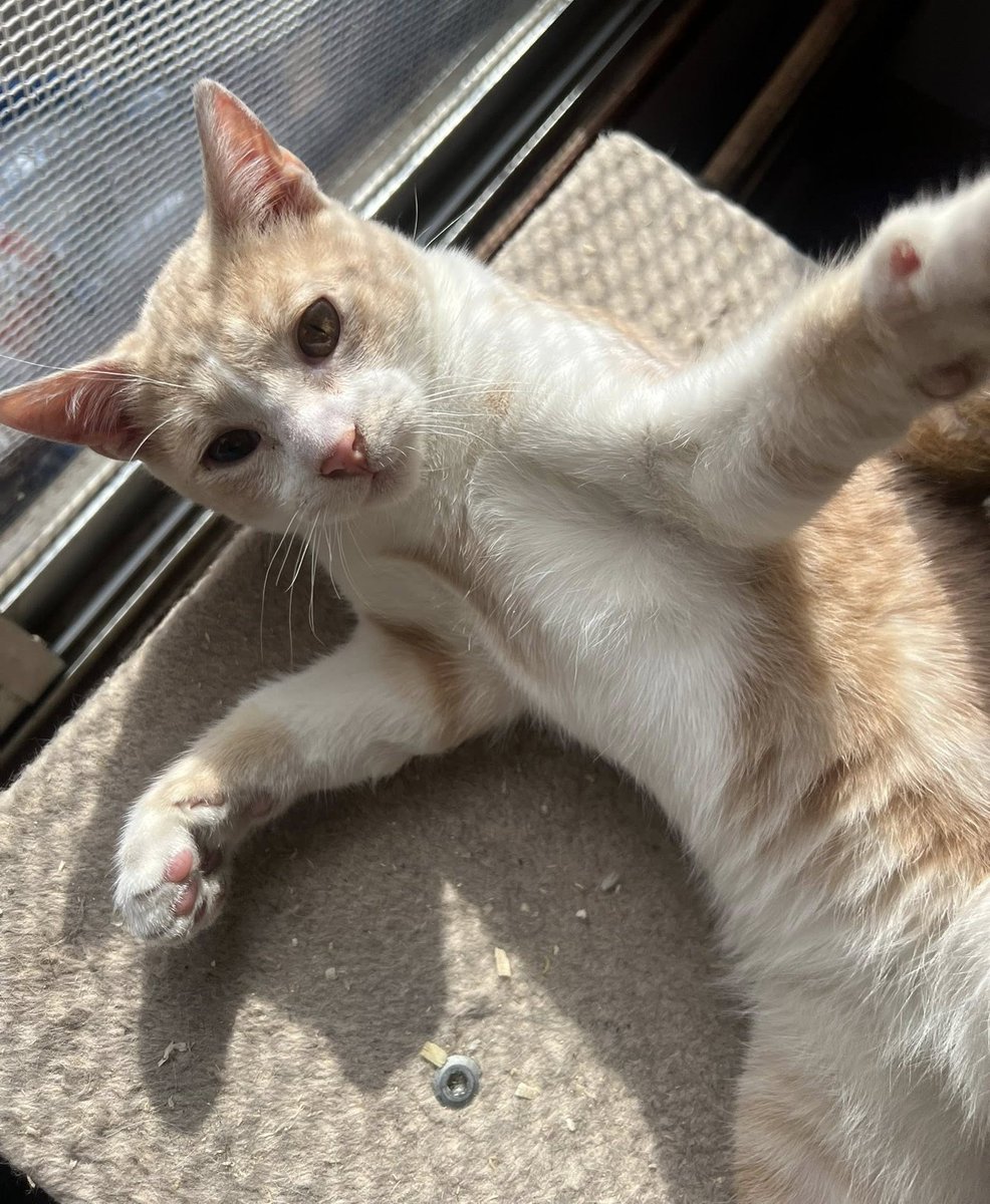 "Lindo bebé, de 6 meses, en adopción. Lo entregaré castrado. Si deseas adoptarlo, con compromiso de tenencia indoor y seguimiento (si no se adapta vuelvo por él), comunícate al +56949830400." Favor RT!
#Nogales