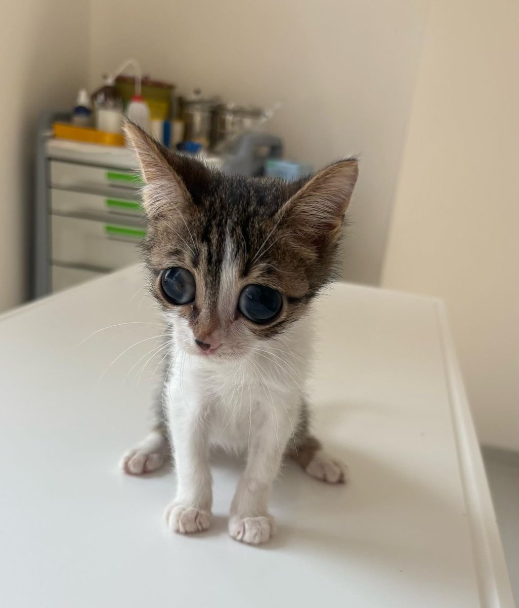 cerezfamilya's tweet photo. BEBEK KEDİ YUVA İLANI
Arka ayakları yemelik bu kör bebe ve diğer iki kardeşine yuva bulalım mı🥹🤍 https://t.co/6b0Ho0YnRO
