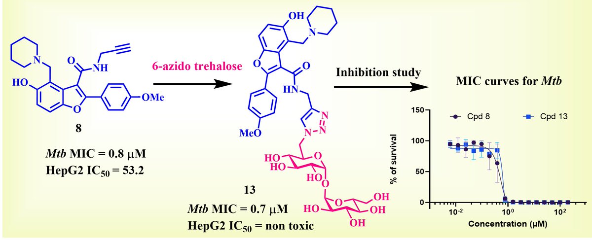 Paper on the Synthesis and Evaluation of Trehalose-Pks13 Inhibitor Conjugates Targeting Mycobacteria is out! doi.org/10.1016/j.carr…
Grateful for the hard work of the students and our collaborators in the Ben Swarts and <a href="/KyleRohde14/">Kyle Rohde</a>  labs—thank you for helping make it happen!
