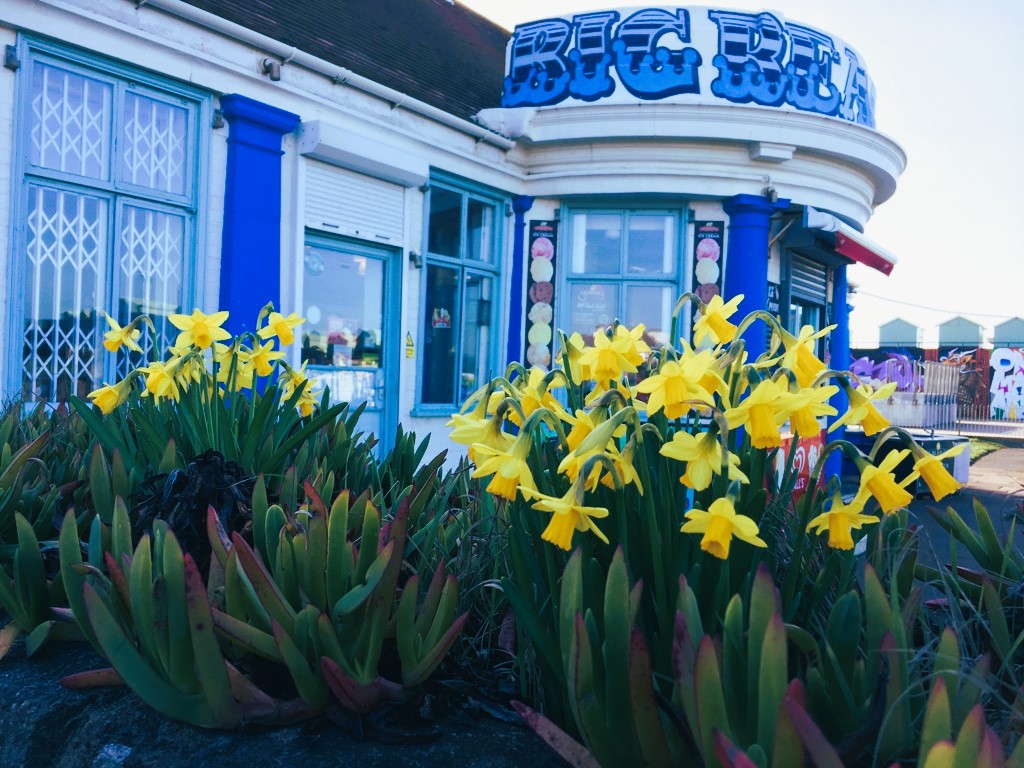 bigbeachcafe's tweet photo. Springtime blooms @bigbeachcafe https://t.co/cTjOaBXvzh