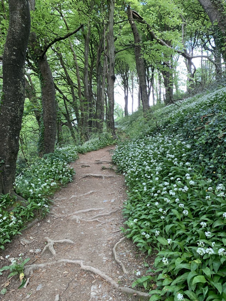 PatWilliams18's tweet image. Pathway through the woods to the beach #Polkerris #Cornwall