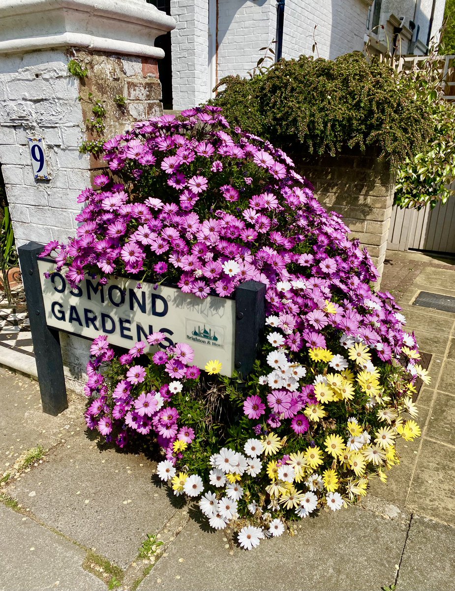 Brighton Beauty (@magicbrighton) on Twitter photo Daisy delights on the south coast,..
#Brighton #Hove <a href="/ThePhotoHour/">#ThePhotoHour</a> #flowers #gardening #blossom #spring Daisy delights on the south coast,..
#Brighton #Hove <a href="/ThePhotoHour/">#ThePhotoHour</a> #flowers #gardening #blossom #spring