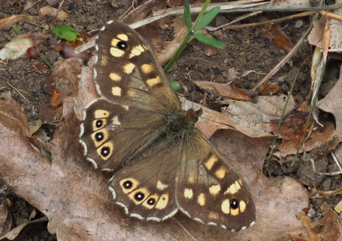 Karanlık Orman Esmeri (Pararge aegeria)
<a href="/atlastiksindi/">Gizem</a> 

Foto: inaturalist.org/photos/4933973…