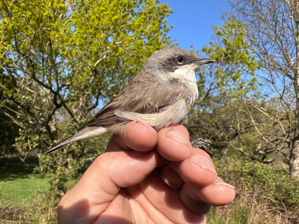 Waveney Bird Club tweet media