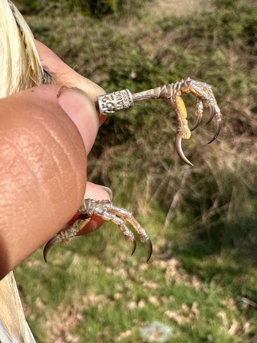 Waveney Bird Club tweet media