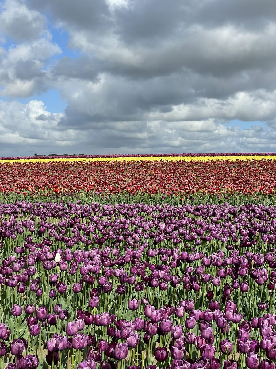 We went on a <a href="/NfkPhotoWalks/">Norfolk Photography Walks</a> event today at Tulips for Tapping 🌷 - our first time there and on a photo walk!

A few of our favourites 📸: