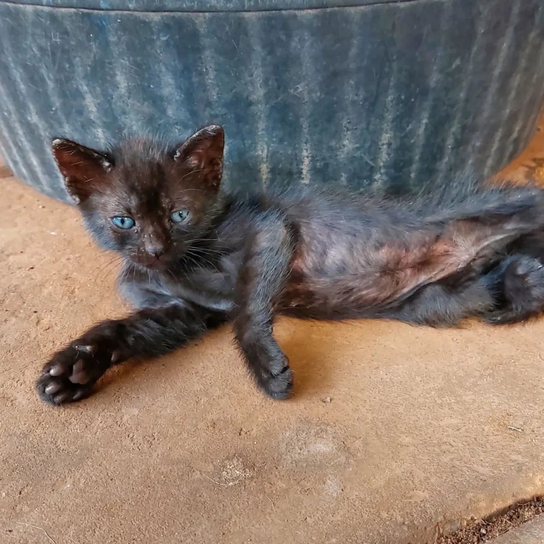 Voluntarias_A's tweet photo. 3 hermosas angoritas de 1 mes en adopción 😍. Ya comen purinita remojada, son juguetonas y están con problemas de piel. Buscamos adoptantes responsables para ellas. Están en Capiatá km 21 ruta 1. Comunicate al 0992304799 con Alejandra para completar el formulario 📋 https://t.co/r07ii6ZIG7