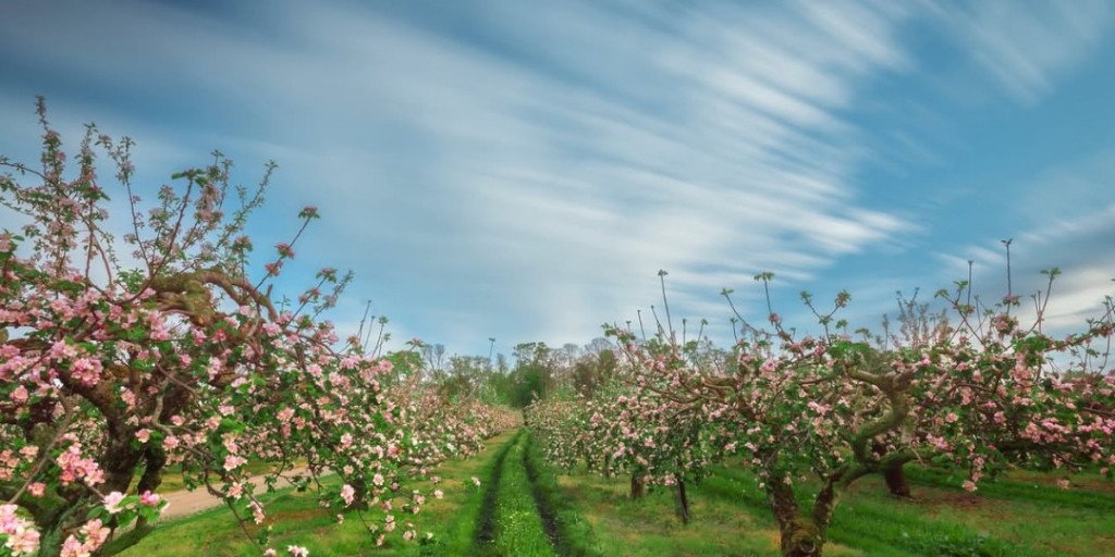 Visit Armagh (@visit_armagh) on Twitter photo Apple blossom in bloom at the orchards ๐ ๐
๐ Ardress House
๐ท Credit to @philiprayphotography for this beautiful shot!
Tag us in your captures using #VisitArmagh
______________________________
#orchards #apples <a href="/NationalTrustNI/">National Trust NI</a> #nationaltrust Apple blossom in bloom at the orchards ๐ ๐
๐ Ardress House
๐ท Credit to @philiprayphotography for this beautiful shot!
Tag us in your captures using #VisitArmagh
______________________________
#orchards #apples <a href="/NationalTrustNI/">National Trust NI</a> #nationaltrust