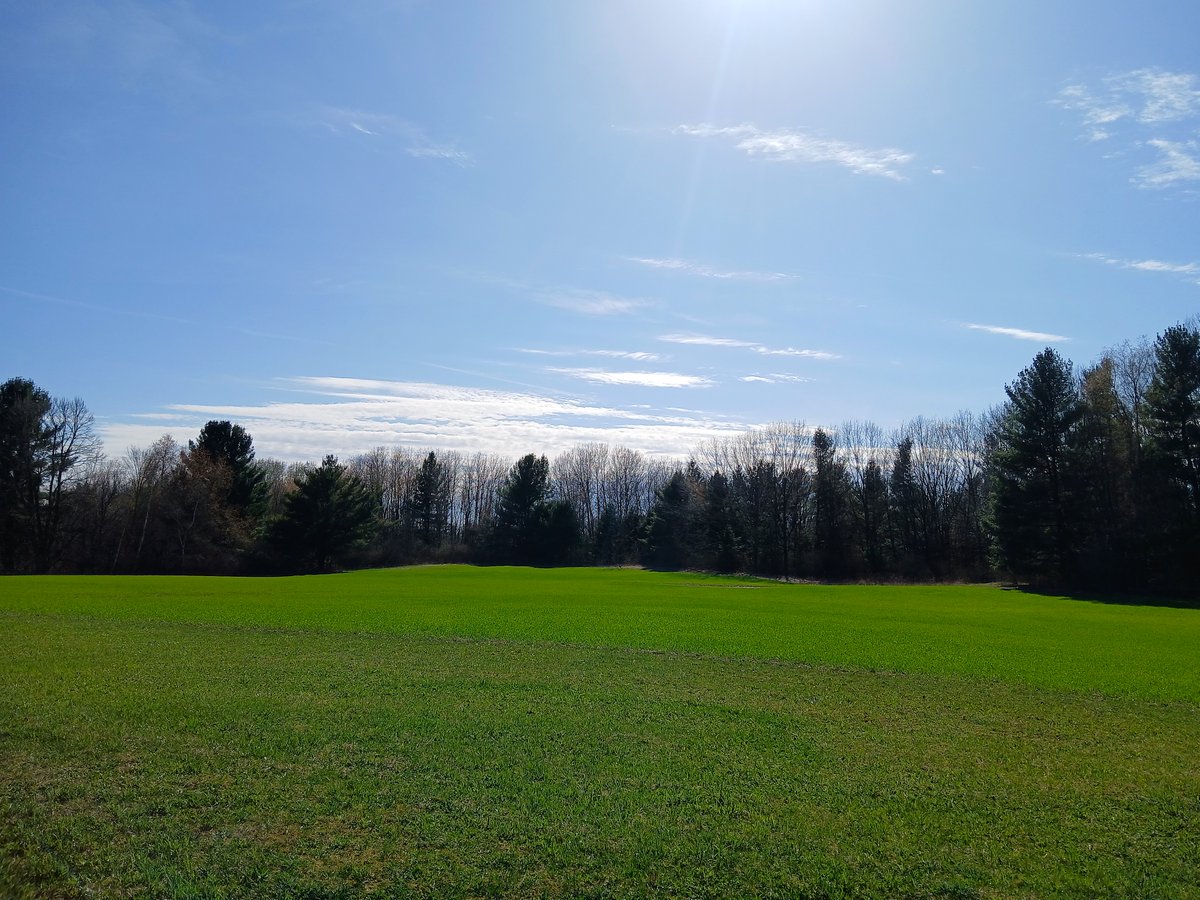 The wheat fields are so vibrant right now. You can see the line between the lawn in front and the field in back.