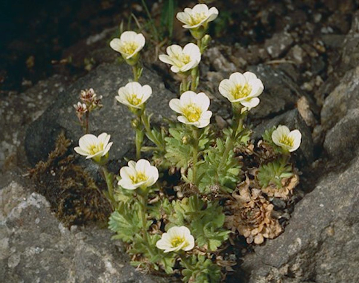 This #wildflowerhour it's the turn of Tufted Saxifrage for #HighUpPlants!🌱
 
⛰️A plant which clings onto cliff ledges &amp; boulders in Eryri &amp; the Scottish Highlands.

🌼And is threatened by spring droughts &amp; lack of winter snow cover.

More👉bit.ly/3GDnEQU

📷Andrew Gagg