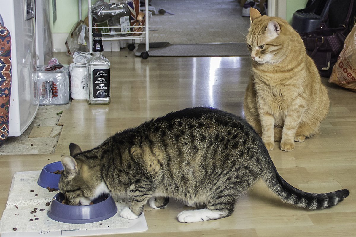 Food thief !