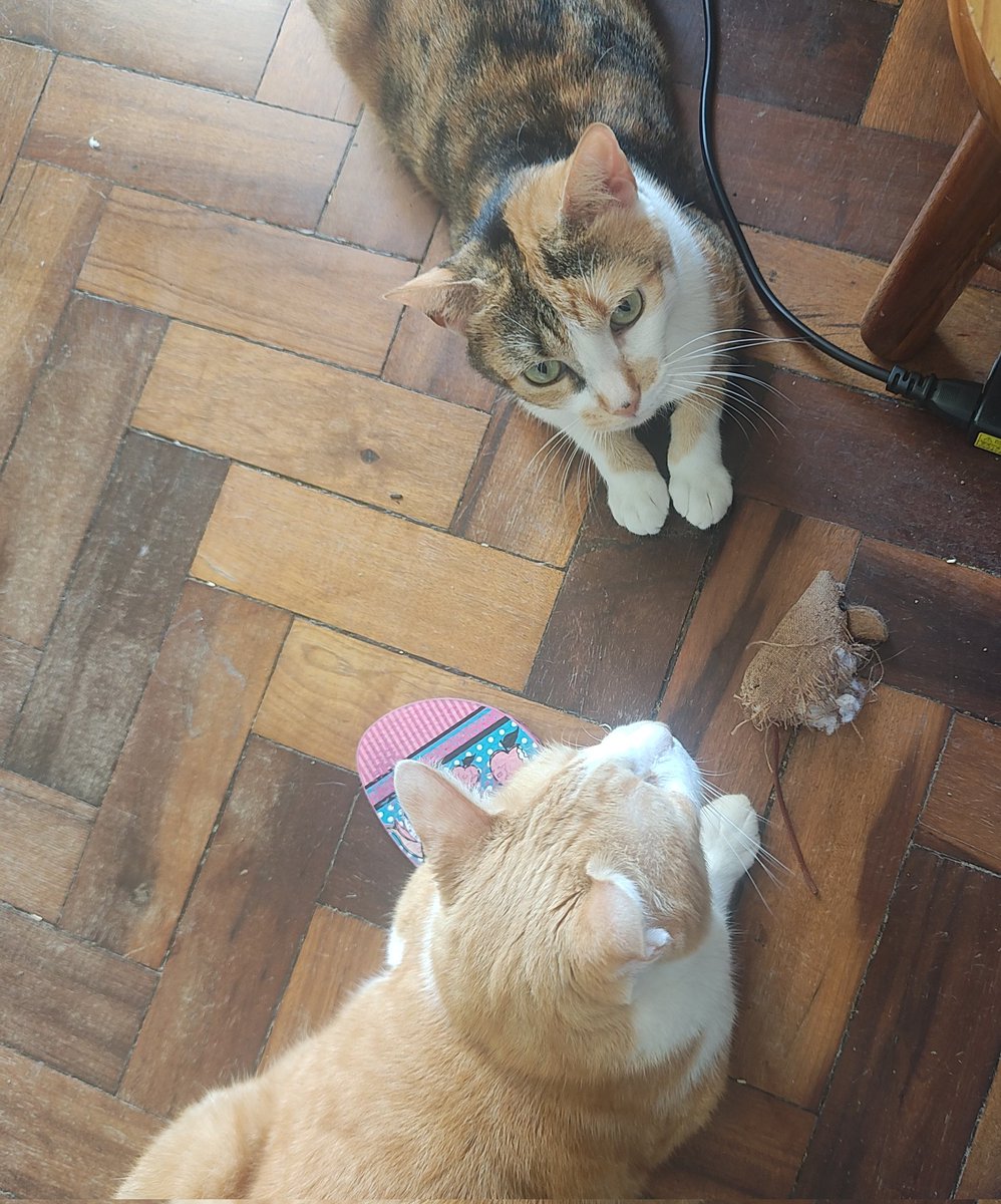 chicorinha_'s tweet photo. Vc gosta da gata chicória maria, gatinha mimas e gato alface laranja, mas NÃO ESTÁ recebendo nossos tuítes ?

Pois vc vai:
- dar RT aqui 
- ativar o tal do sino por alguns dias
- responder com uma foto do seu bichin

nos ajude a voltar com o alcance que humilhação https://t.co/JD9HA55Y6R