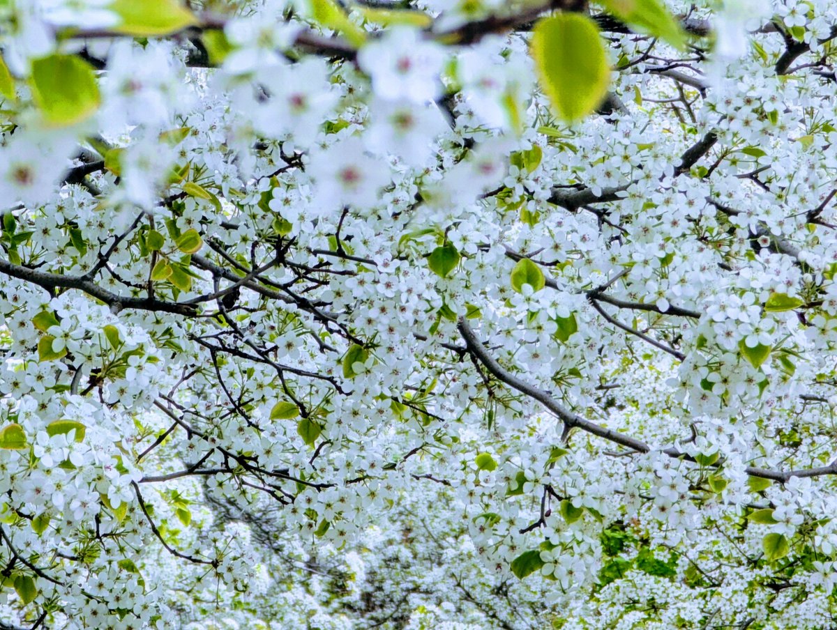 Cherry blossom 🌸 

#Toronto #cherry