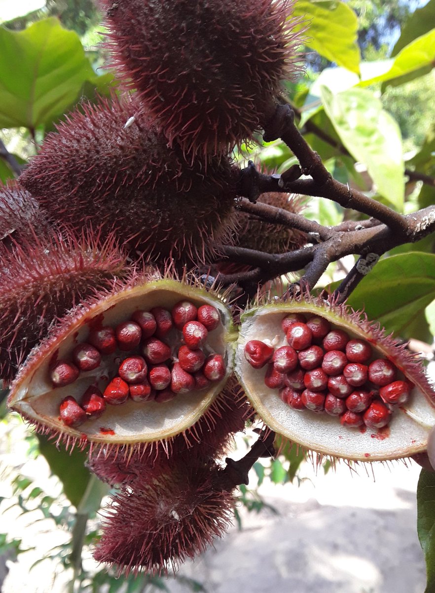 Annatto. Saffron...

My 📸