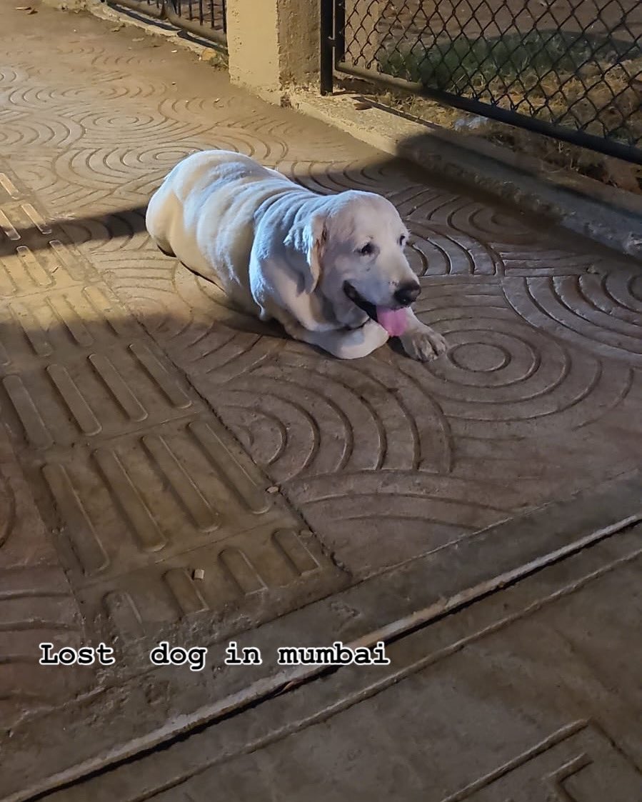 Hi Mumbai pack, there is one old labrador left on the footpath, looks like it is not able to see and hear much.

Location: maps.app.goo.gl/TdzH1P9DHmZ2oX…

Opposite Lotus eye hospital, Juhu. 

I am from Bangalore and was passing by  and noticed this. 

If anyone can help the dog, or