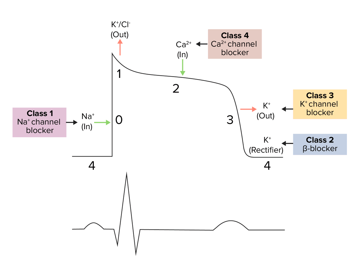 #CardioNuggets

Dofetilide (Tikosyn)

Class III anti-arrhythmic that blocks IKr → prolongs repolarization (↑ QT, ↑ ERP) without slowing conduction.

✅ Safe in HFrEF (DIAMOND-HF)

⚠️ Key Considerations:
-Must be initiated in hospital (≥3 days) due to risk of Torsades de
