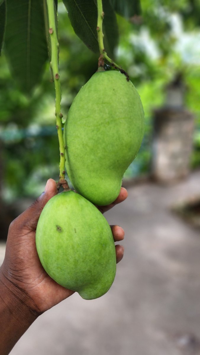 JacquesJeanRob2's tweet image. 